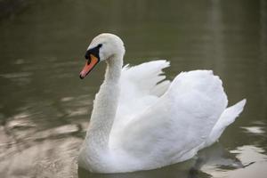 White swan in the wild. A beautiful swan swims in the lake. photo