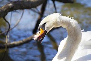 The head of a wild swan on a background of blue lake. photo