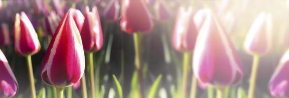 Banner tulips on a blurry background. Spring background. photo