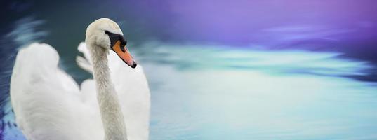 White swan banner on blurred blue water background. Beautiful bird swims photo