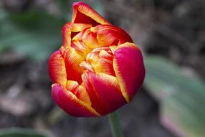 hermosa magnífico rojo tulipán. foto