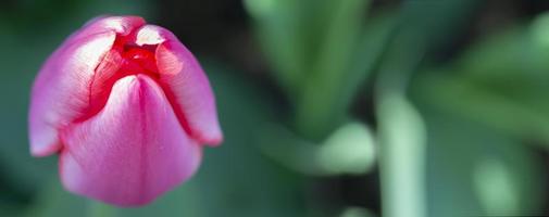 tulipán bandera desde encima en un verde antecedentes. foto