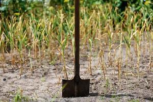 Garden shovel in the ground against the background of plants photo