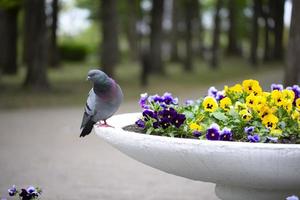 City pigeon sits on a flower bed. photo