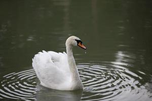 White swan in the wild. A beautiful swan swims in the lake. photo