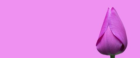 Purple tulip banner on a purple background. Beautiful flower. photo