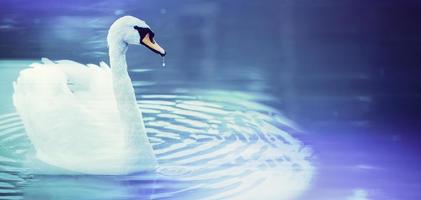 White swan banner on a blue water background. Beautiful bird in the water. photo