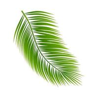 Calathea ornata Pin-stripe Calathea leaves, Tropical foliage isolated on white background, with clipping path. vector