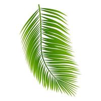 Calathea ornata Pin-stripe Calathea leaves, Tropical foliage isolated on white background, with clipping path. vector