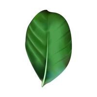 Calathea ornata Pin-stripe Calathea leaves, Tropical foliage isolated on white background, with clipping path vector