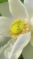 bellissimo fiore loto fiorire a Alba nel estate video