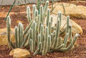 cactus plant decoration in the garden photo