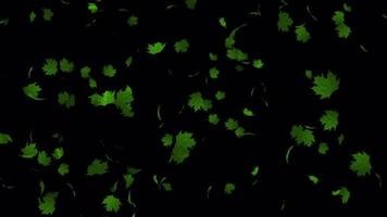 skön animering med grön löv , transparent animering med löv i 4k ultra hd video