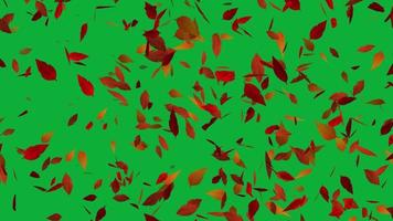 Green screen video with leaves in 4k Ultra HD, Leaves falling Loop animation