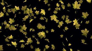 Yellow autumn leaves falling animation for background video, Transparent animation with leaves in 4k Ultra HD video
