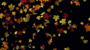Colorful autumn leaves falling animation for background video, Transparent animation with leaves in 4k Ultra HD video