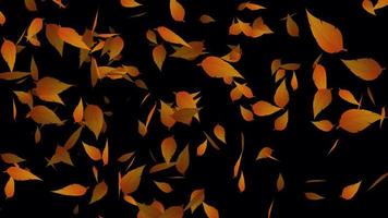 Orange autumn leaves flying animation for background video, Transparent animation with leaves in 4k Ultra HD video