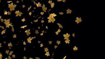 Amazing leaves falling animation for background video, Transparent animation with leaves in 4k Ultra HD video