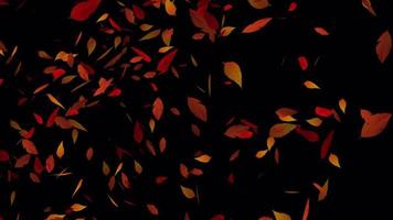 Herbst Blätter fliegend Animation zum Hintergrund Video, transparent Animation mit Blätter im 4k Ultra hd video