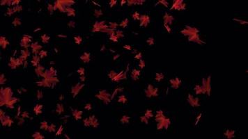 Red autumn leaves falling animation for background video, Transparent animation with leaves in 4k Ultra HD video