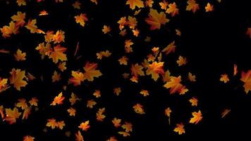 Orange autumn leaves falling animation for background video, Transparent animation with leaves in 4k Ultra HD video