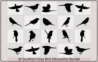 southern grey shrike bird silhouettes,southern grey shrike bird illustration,southern grey shrike bird vector. vector