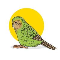 Vector color illustration of kakaro bird