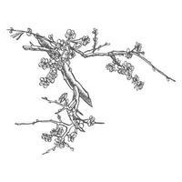 Sakura branch. Flower graphic vector illustration. Hand drawn branch of sakura with blooms.