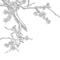 Sakura branch. Flower graphic vector illustration. Hand drawn branch of sakura with blooms.