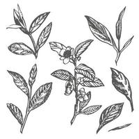 Branch and tea leaves. Green tea. Vector hand drawn illustration.