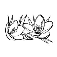 White flowers. SPA concept. Graphic illustrations. Botanical painting on isolated white background. Can be used as background for web pages wedding invitations, greeting cards, postcards, patterns vector