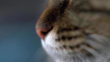 schattig gestreept huiselijk kat het wassen omhoog dichtbij omhoog. langzaam beweging video