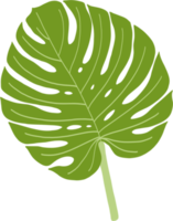 Simplicity monstera leaf freehand drawing png