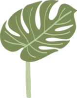 Simplicity monstera leaf freehand drawing png