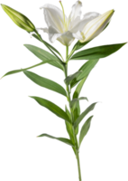 Lily flower cutout on transparent background. png