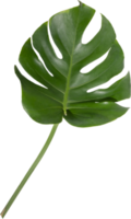 monstera hoja separar en transparente antecedentes. png