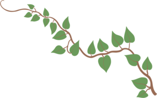 Simplicity ivy freehand drawing png