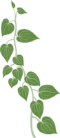 Simplicity ivy freehand drawing png