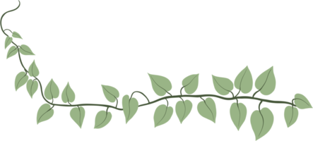 Simplicity ivy freehand drawing png