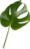 monstera blad uitknippen Aan transparant achtergrond. png