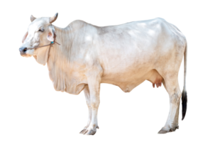 White female cow isolated on transparent background white clipping path, Thai cow, asian cow, side view png