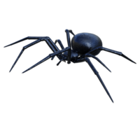 araña aislado 3d png