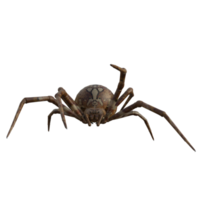 araña aislado 3d png