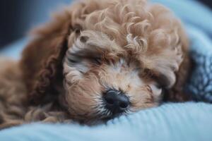 caniche perrito es durmiendo. generativo ai. foto