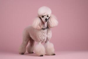 Poodle on pink background. . photo