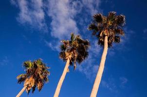Tall palm trees photo