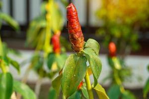 Costus woodsonii, Costus speciosus is a herbaceous plant. There is a rhizome underground, often in clumps, with red flowers similar to ginger flowers. photo