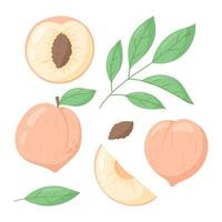 un todo melocotón y un medio o un rebanada de Fruta con un piedra, un ramita con hojas. vector plano conjunto de aislado nectarina ilustraciones.