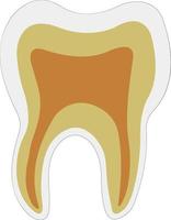 anatómico forma diente dentina esmalte pulpa vector