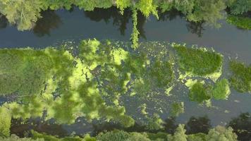 vuelo terminado el río descuidado con césped, Ucrania rodeado por arboles - aéreo grabando en video